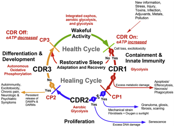 health and healing cycle cell danger response